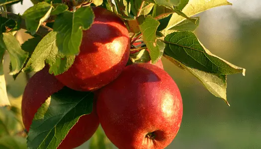 11 Low Calorie Foods You Can Consume Without Fear When Dieting 1 Apple - The Best of Low Calorie Foods